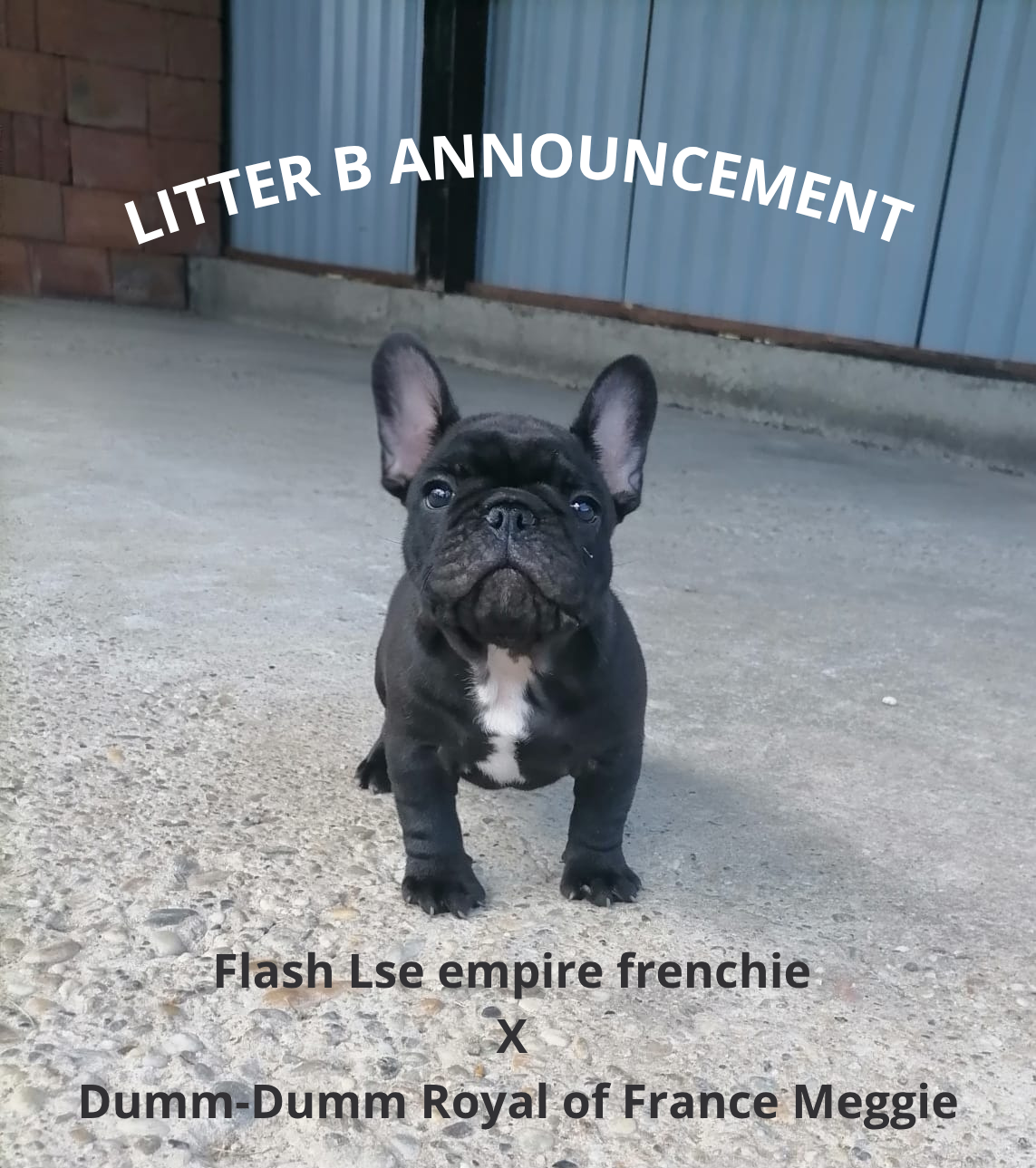 Litter B Announcement